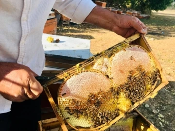 Merakla başladığı arıcılıkta, 70 kovandan binlerce kilo &quot;Gülbal&quot; üretiyor
