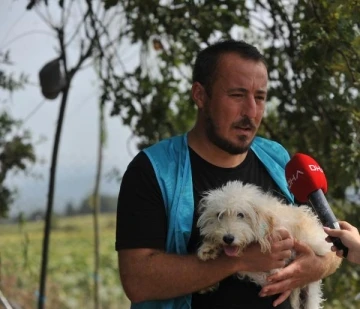 'Merdiven altı üretilip' sokağa terk edilen cins köpekler, yeni yuvalarını bekliyor