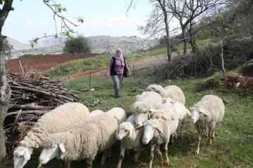 Merkezefendi’de küçükbaş hayvan ve yem desteği başvuru süresi uzatıldı
