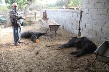 Mersin’de başıboş köpek dehşeti: Ağıldaki keçileri telef ettiler
