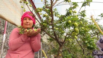 Mersin’de erik hasadı
