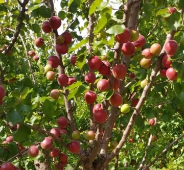 Mersin’de kayısının kilosu 8 liraya kadar düştü
