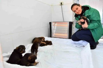 Mersin’de patili dostlar güvende
