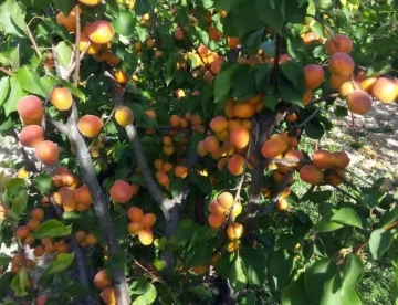 Mersin’de sofralık kayısı sezonu sona erdi
