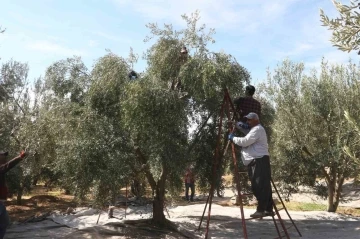 Mersin’de tüccarların zeytin alım fiyatını düşürmesine tepki: Bazı üreticiler hasadı erteledi
