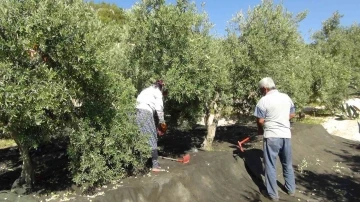 Mersin’de yılın ilk sofralık zeytin hasadı başladı