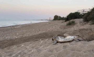 Mersin, sezonluk misafirlerini ağırlıyor
