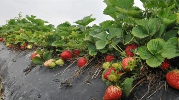 Mersin'de açık alanda üretilen tescilli Silifke çileğinde hasat sezonu başladı