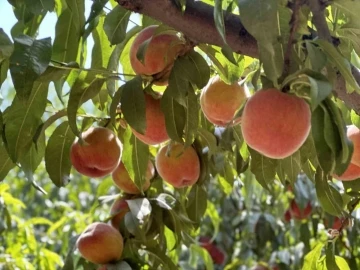 Meşhur Bursa şeftalisinde hasat başladı