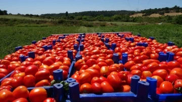 Meşhur Çanakkale domatesi coğrafi işaret tescili aldı