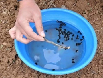 Meyve üreticilerine ’Bakla zınnı’ böceğinin zararlısıyla mücadele uyarısı
