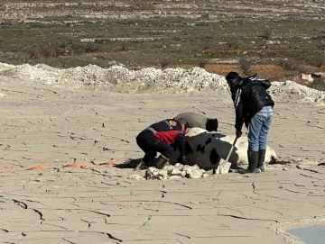 Midyat’ta bataklığa saplanan ineği itfaiye kurtardı
