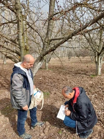 Mihalıççık’ın ünlü kiraz ağaçları koruma altında
