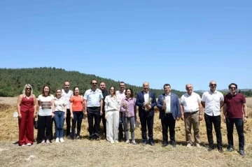 Mudanya’da buğday hasadı zamanı