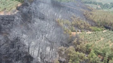 Mudanya yangınının bilançosu günün ilk ışıklarıyla belli oldu