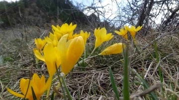 Mudurnu’da çiğdemler görsel şölen sunuyor
