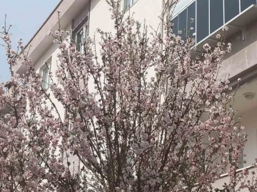 Muğla’da badem ağaçları çiçek açtı