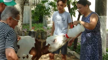 Muğla’da ‘Buzağı Güzellik Yarışması’ düzenlendi
