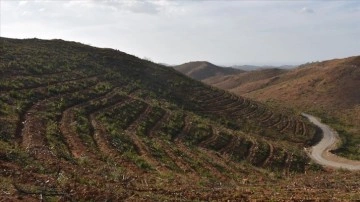 Muğla'da 2 yıl önce yanan ormanlar yeniden yeşeriyor