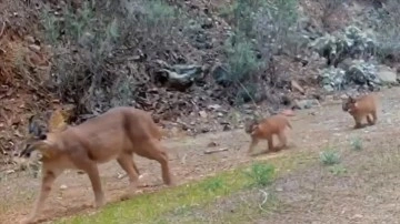 Muğla'da nesli tükenme tehlikesindeki karakulak ve iki yavrusu fotokapanla görüntülendi