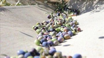 Muğla'da yetiştirilen zeytin ve zeytinyağı birçok ailenin geçim kaynağı