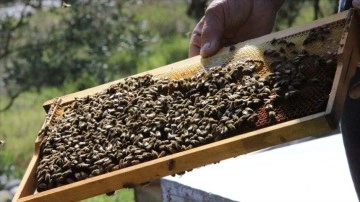 Muğlalı arıcı 60 yıldır en iyi balı üretmek için çalışıyor