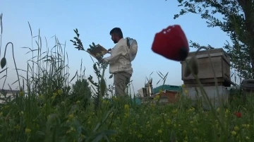 Muş’ta 100 bin kovandan 600 ton bal üretimi hedefleniyor
