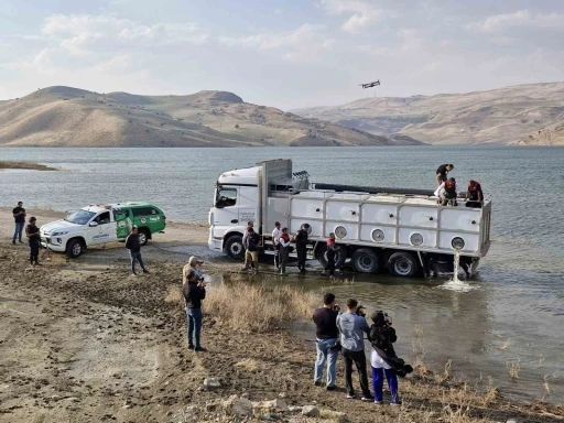 Muş’ta göl ve baraj göletlerine 4 milyon yavru sazan bırakıldı