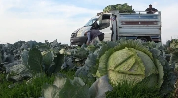 Muş’ta lahana üretiminden 90 milyon lira gelir bekleniyor