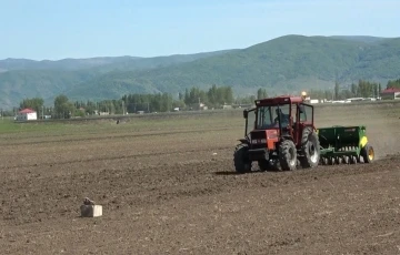 Muş’ta &quot;karabuğday&quot; tohumları toprakla buluştu
