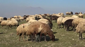 Muş’ta sıcak hava çiftçilerin yüzünü güldürüyor
