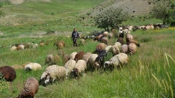 Muş'ta küçükbaş hayvan yetiştiricileri sürülerini yaylalara çıkarmaya başladı