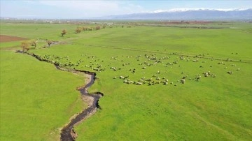 Muş'ta meraların yeşermesiyle besiciler yem masrafından kurtuldu