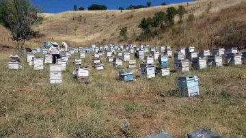 Nakliye giderleri gezgin arıcıları olumsuz etkiledi
