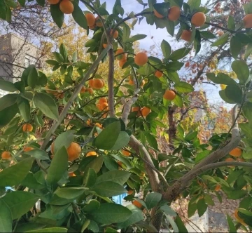 Nallıhan’da yetiştirilen mandalina görenleri şaşırtıyor
