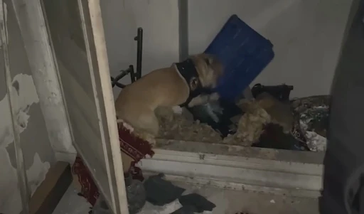 Narkotik köpeği ‘Jack’ suçluların peşinde