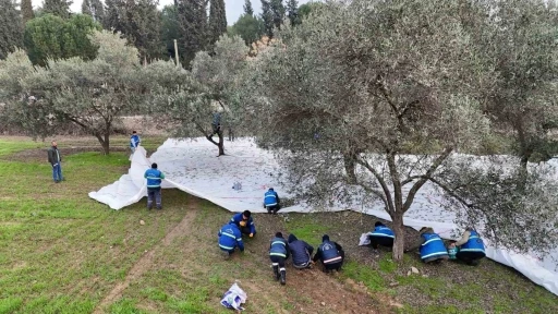 Nazilli Belediyesi’nden zeytin hasadı
