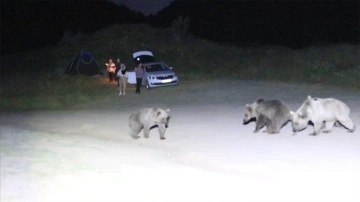 Nemrut Kalderası'nda piknik yapan ailenin bozayıları uzaklaştırdığı anlar kameraya yansıdı