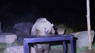 Nemrut’un ayıları kış uykusundan uyandı