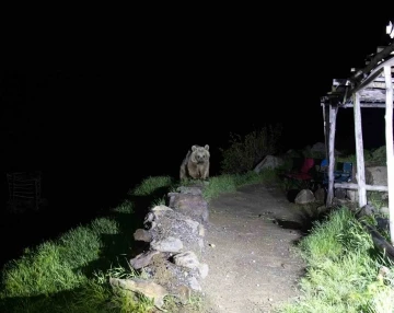 Nemrut’un ayıları kış uykusundan uyandı
