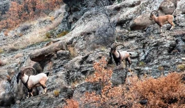 Nesli tehlike altındaki hayvanlar için envanter çalışması yapıldı
