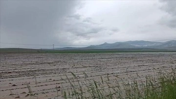 Niğde'de sağanak ve dolu tarım arazilerine zarar verdi