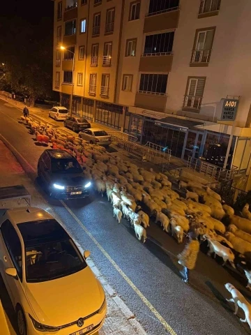 Niksar’da koyunların yayla yolculuğu başladı
