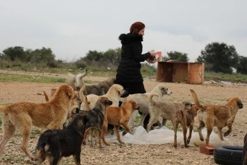 Nilüfer'de can dostlara gönüllü destek