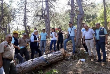 Oduncu babanın 3 çocuğu ve damadı ‘orman mühendisi’