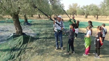 Öğrenciler zeytin hasadı yapıp, zeytinin yağa dönüşme serüvenine tanıklık ettiler
