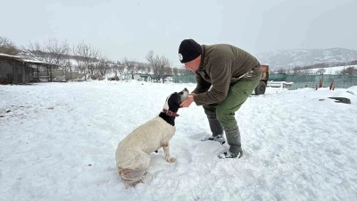 Öğretmenliktin vazgeçti, av köpeği eğitiyor
