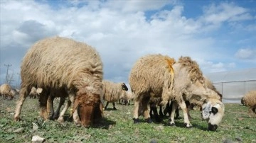 OHAL kapsamında deprem bölgesinde tarım sektörüne yönelik yeni tedbirler alındı