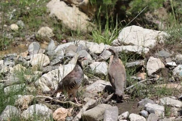 Oltu’da doğaya 600 kınalı keklik saldılar
