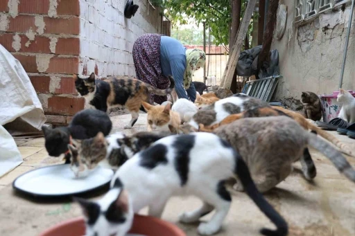 Ömrünü kedilere adadı: 11 yıldır 70 kediye bakıyor
